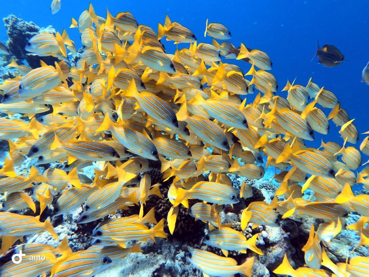 Pensión Hiraeth Island Guraidhoo (Kaafu Atoll)